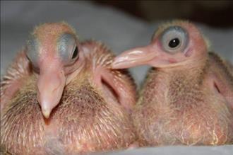 Newborn doves