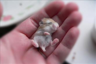 A baby hamster