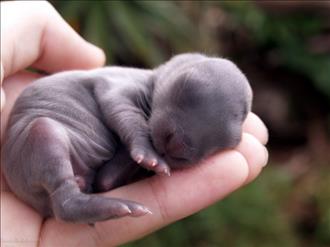 A baby rabbit