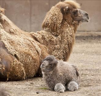 A baby camel