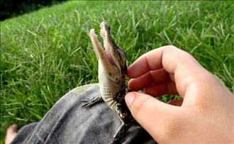 A baby crocodile