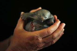 A baby echidna