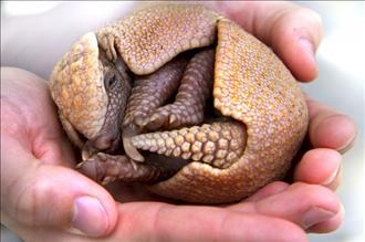 A newborn armadillo