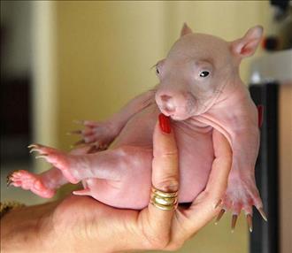 A baby wombat