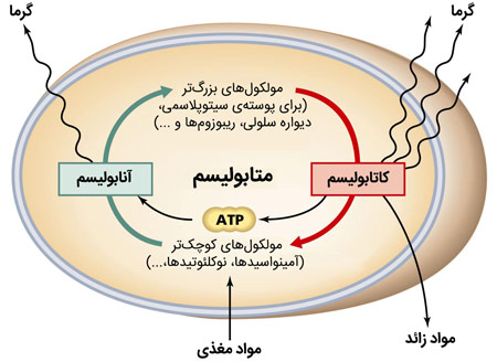 افزایش متابولیسم پایه